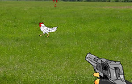 狂射肯德基遊戲 / Cock Shooter Game