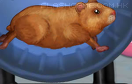 照顧小倉鼠遊戲 / Hamster Daycare Game